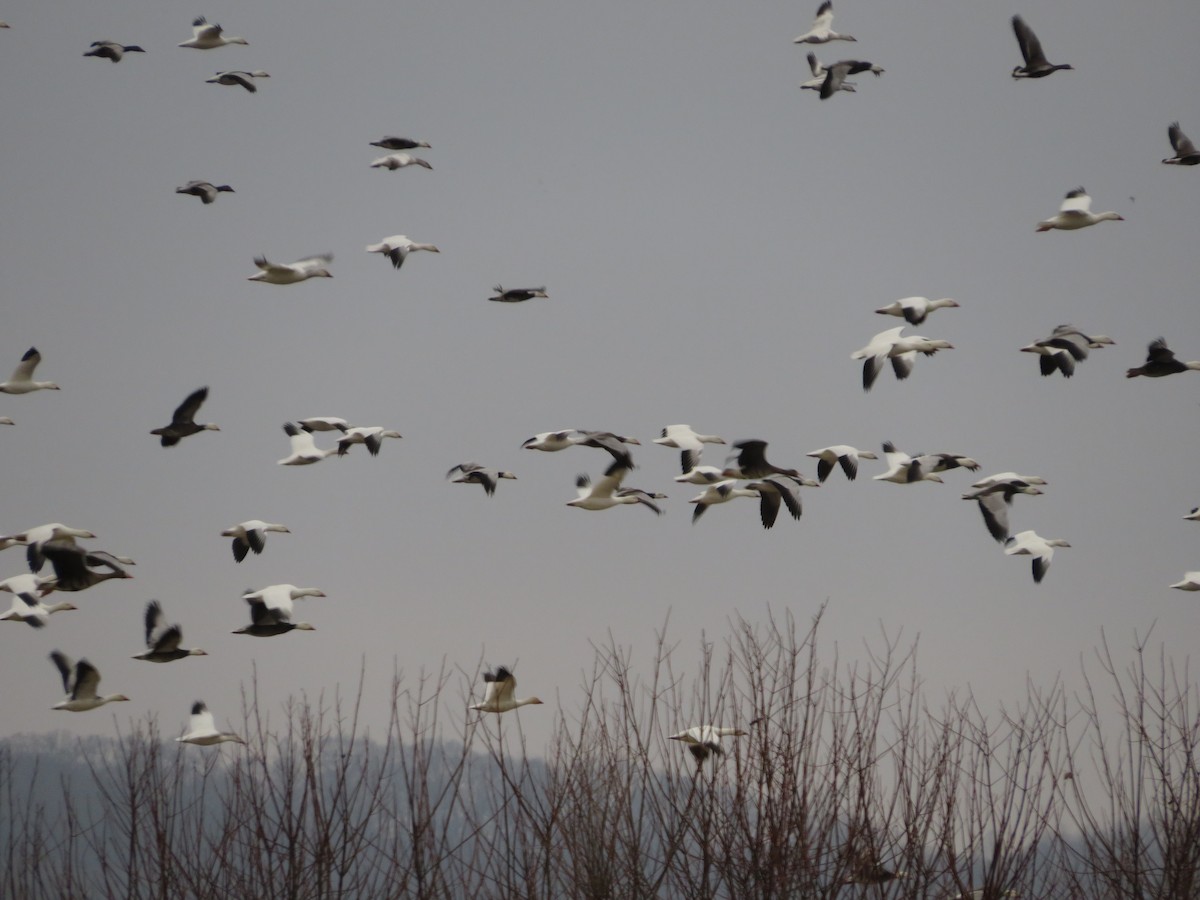 Snow Goose - ML523701901