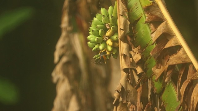 Orange-bellied Flowerpecker - ML523702