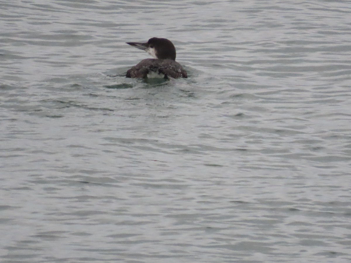 Common Loon - ML523702951
