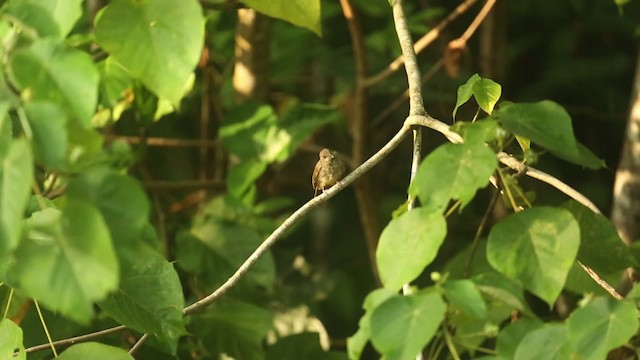 Olive-winged Bulbul - ML523703