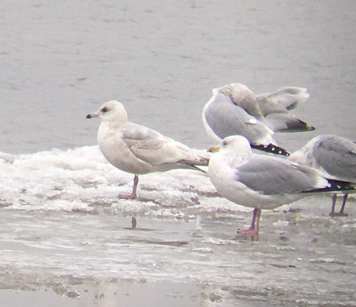 Iceland Gull (kumlieni) - Kiah R. Jasper