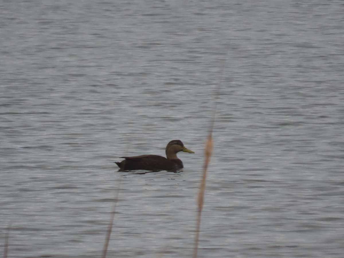 American Black Duck - ML523703271
