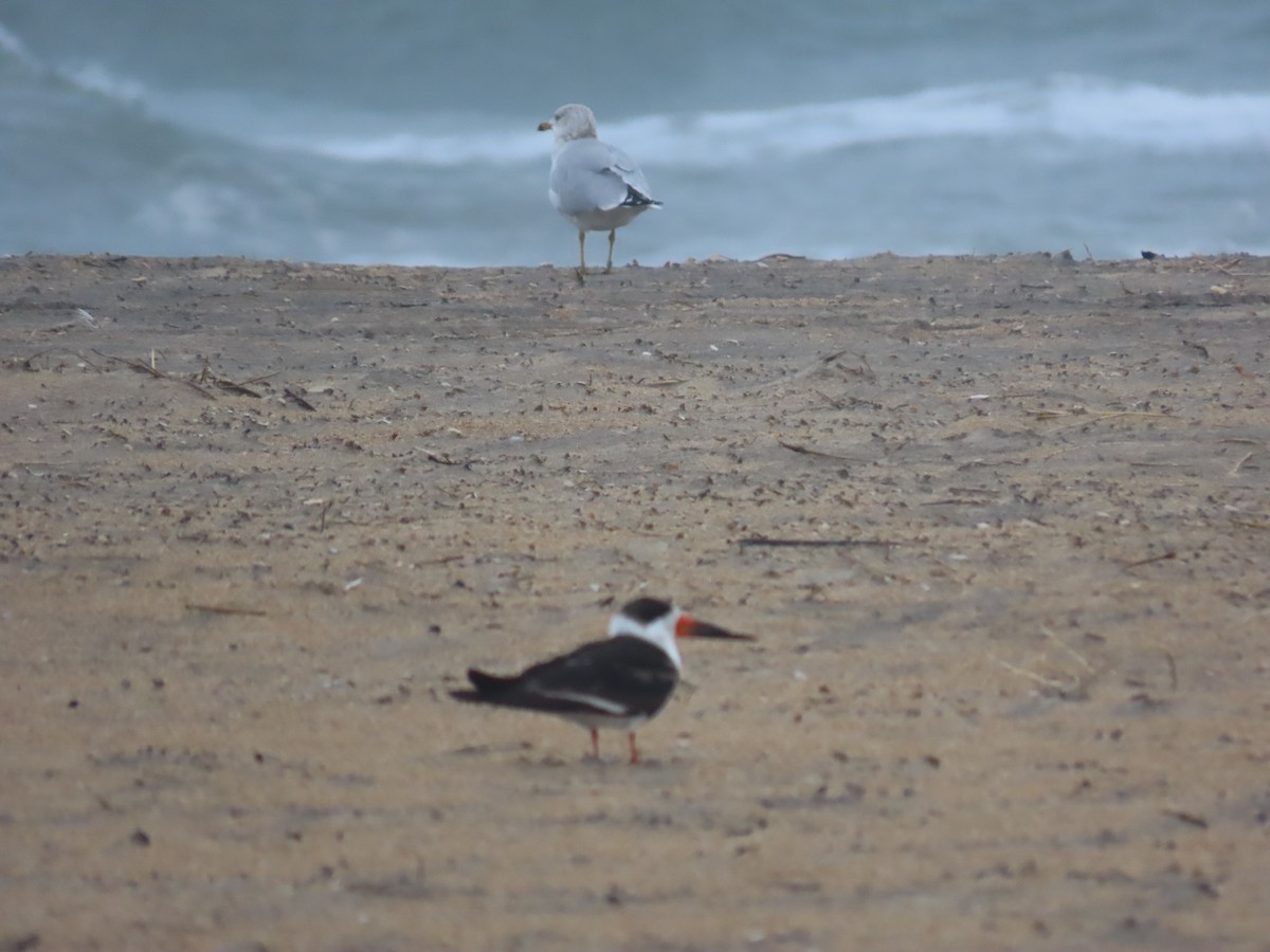Black Skimmer - ML523703371