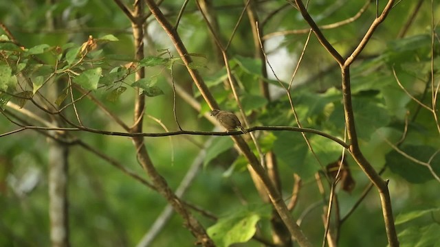 Olive-winged Bulbul - ML523704