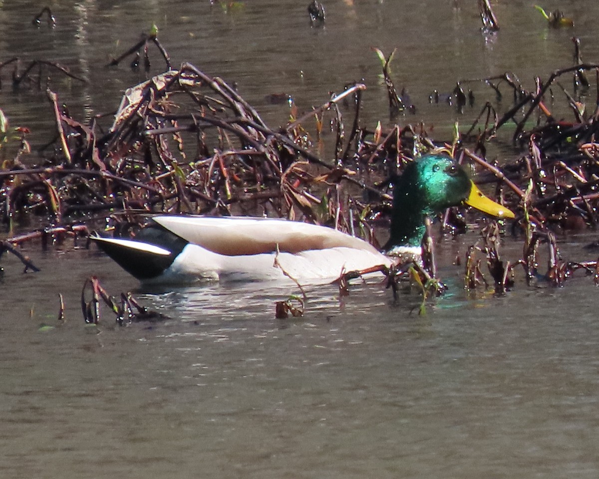 Canard colvert - ML523704341