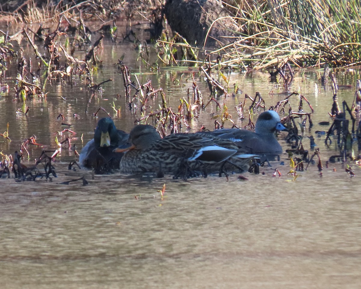 Canard colvert - ML523704361