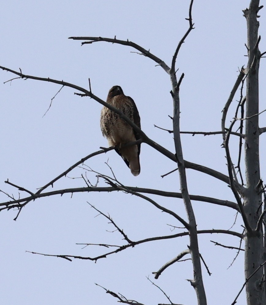 Red-tailed Hawk (calurus/alascensis) - ML523704551