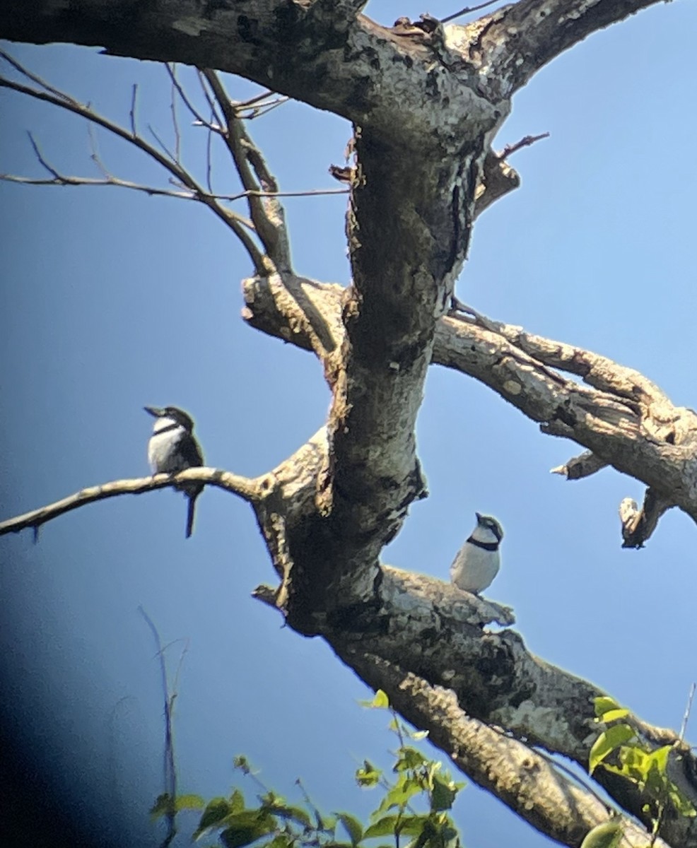 Pied Puffbird - ML523704951