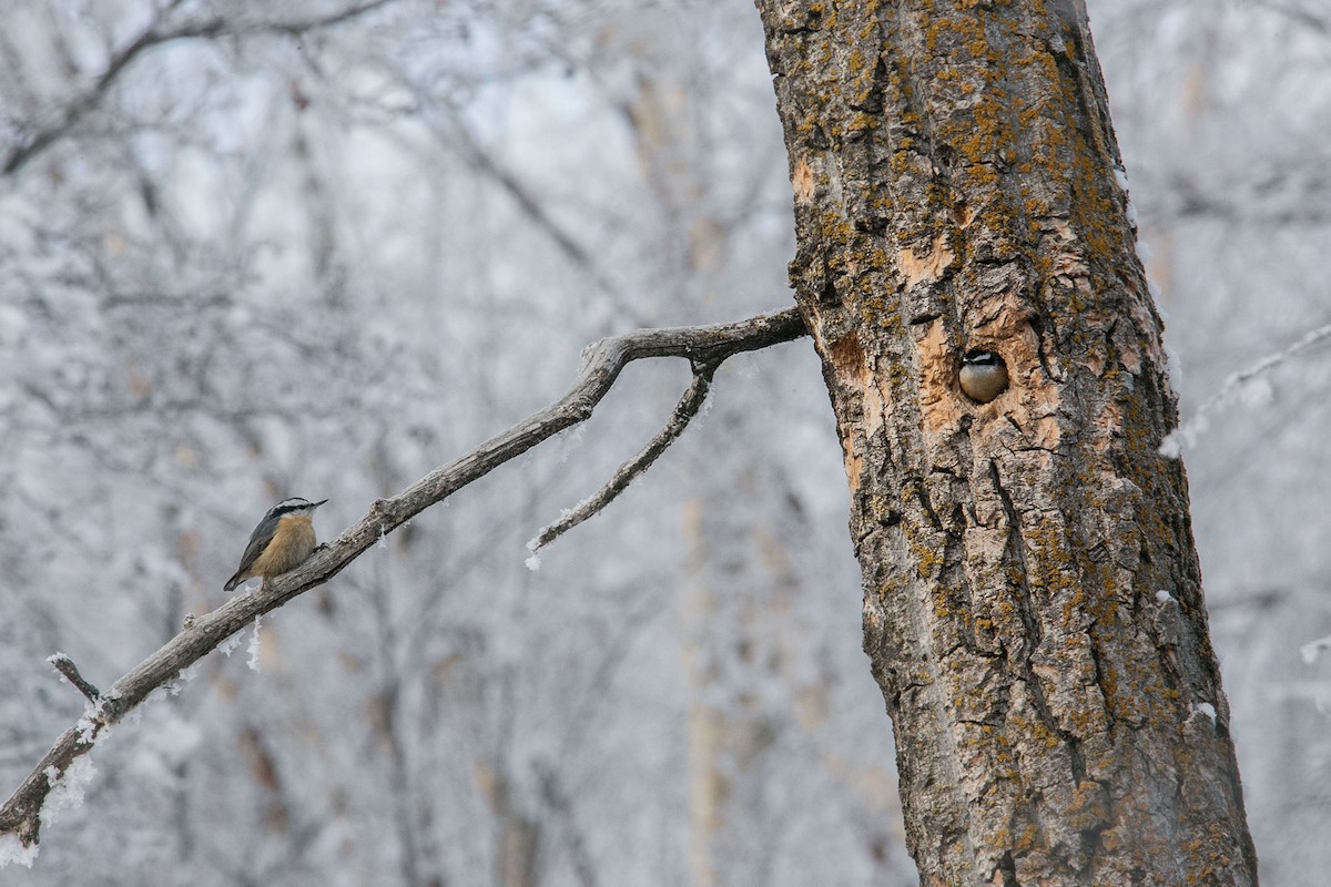 Red-breasted Nuthatch - ML523704981