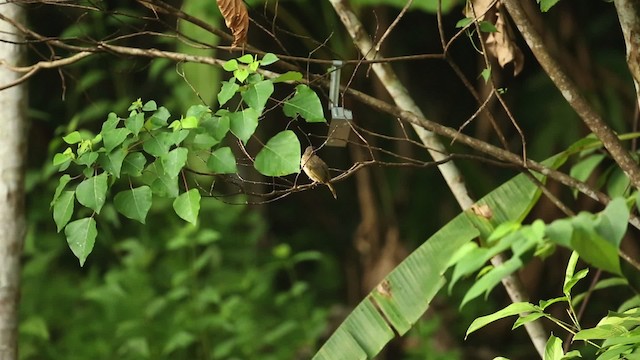 Olive-winged Bulbul - ML523705