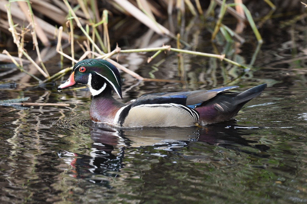 Wood Duck - ML523705801
