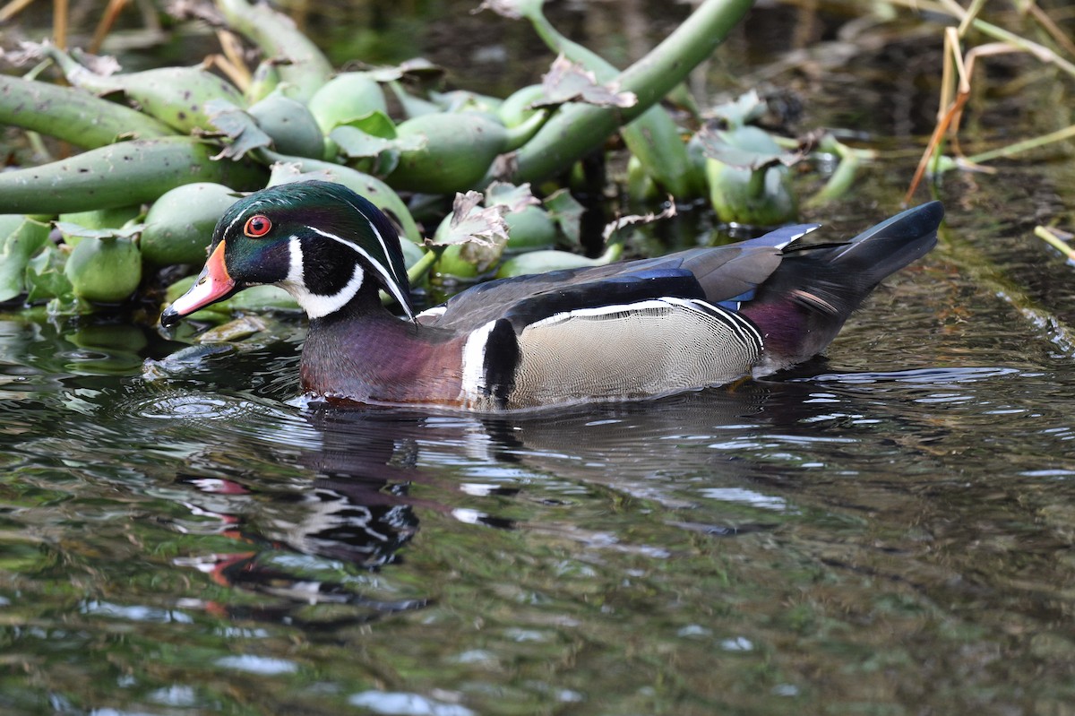 Wood Duck - ML523705811