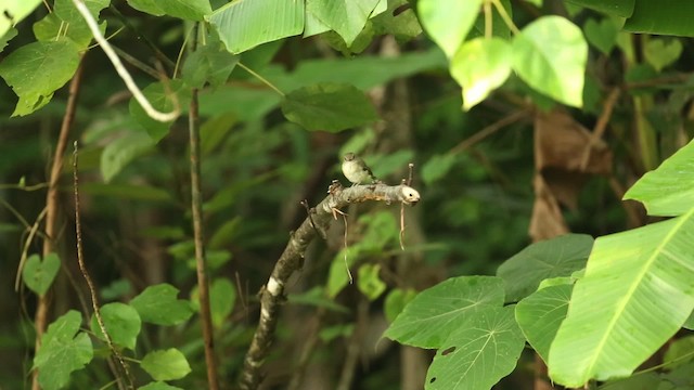 Fulvous-chested Jungle Flycatcher - ML523706