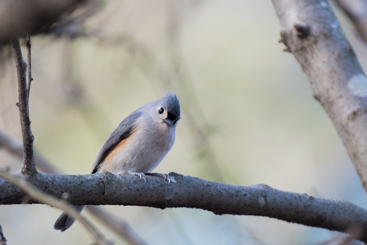 Tufted Titmouse - ML523706311