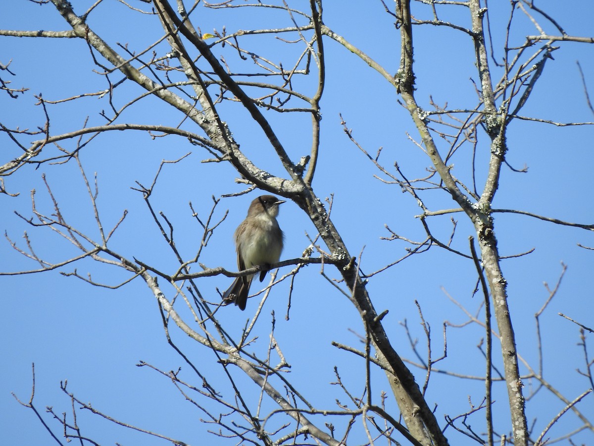 Eastern Phoebe - ML523706631