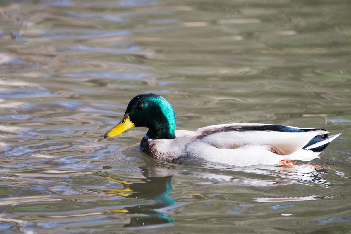 Mallard - ML523706821