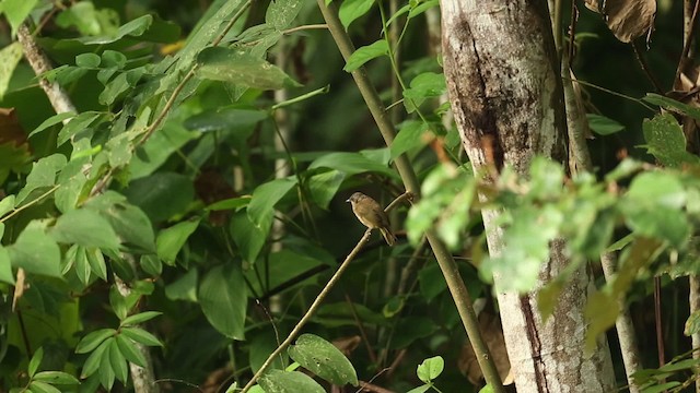 Olive-winged Bulbul - ML523707