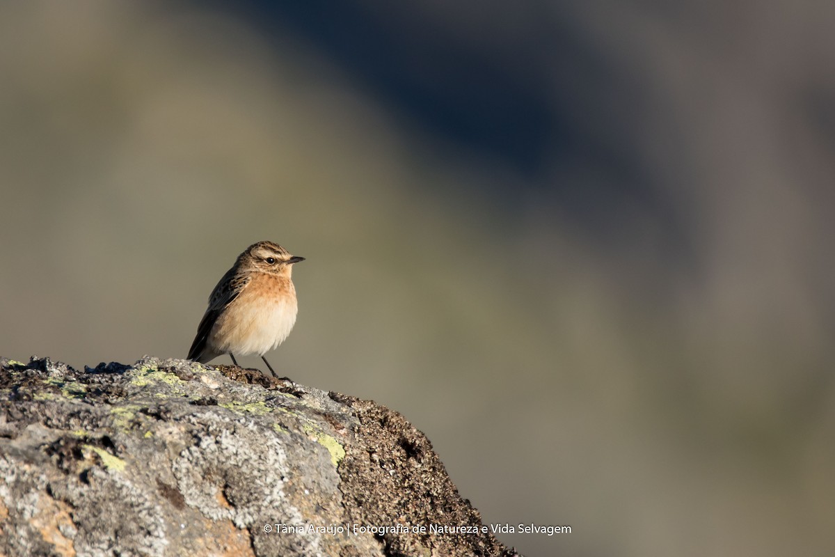 Whinchat - ML52370701
