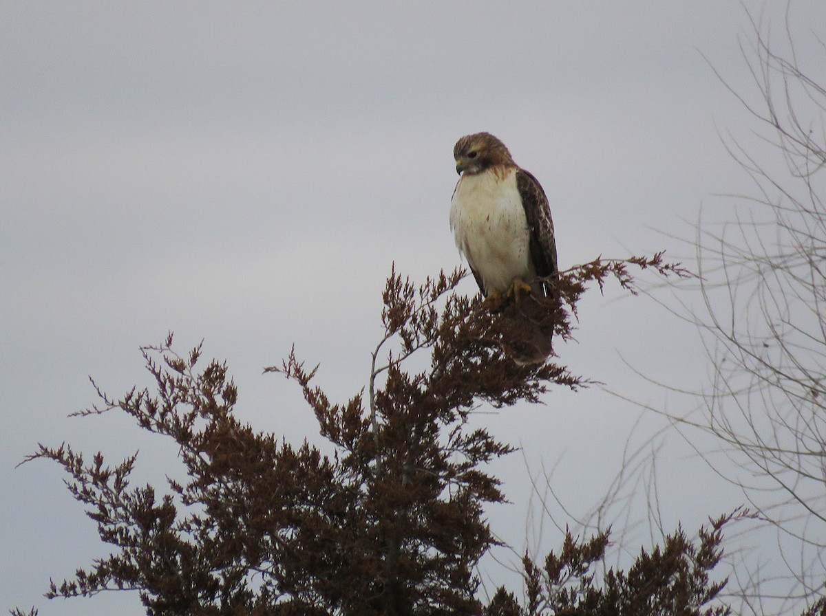 Red-tailed Hawk - ML523707181