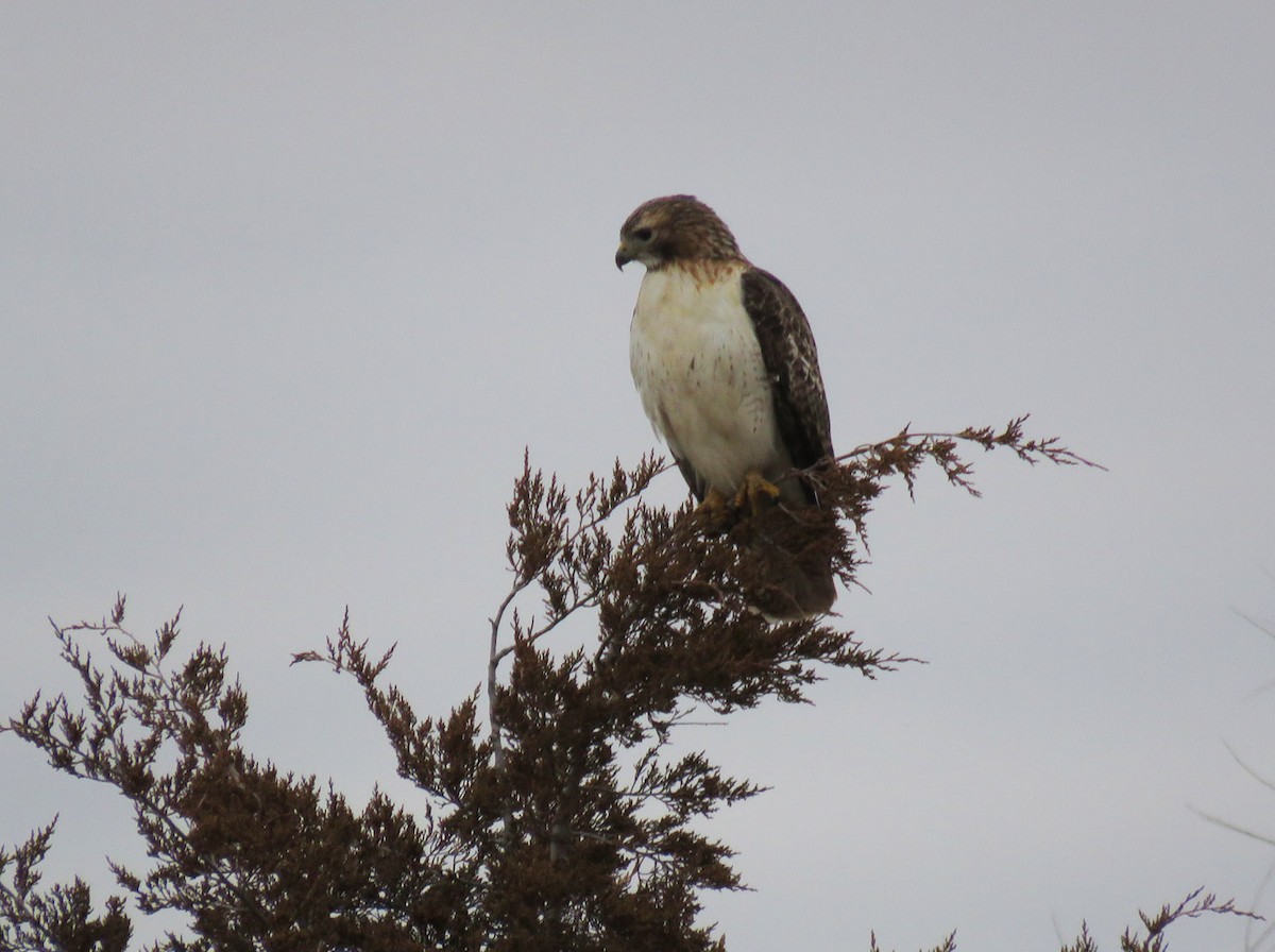 Red-tailed Hawk - ML523707191