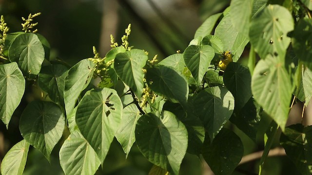 Common Iora - ML523708
