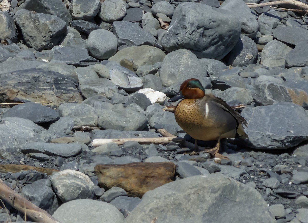 Green-winged Teal - Paul Schenk