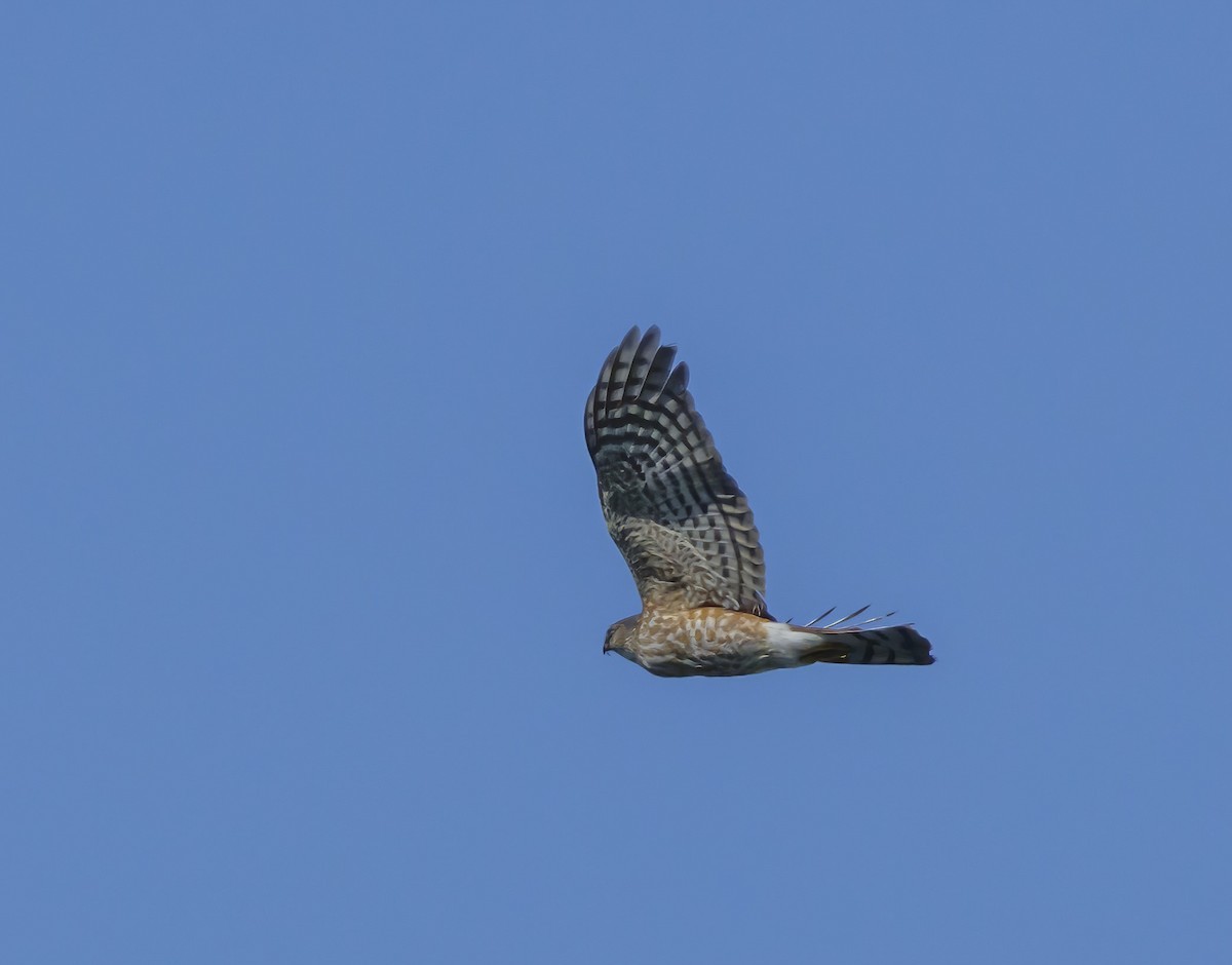 Sharp-shinned Hawk - ML523708111