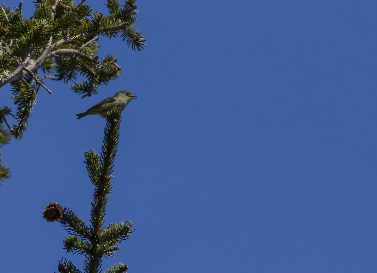 Ruby-crowned Kinglet - Paul Schenk