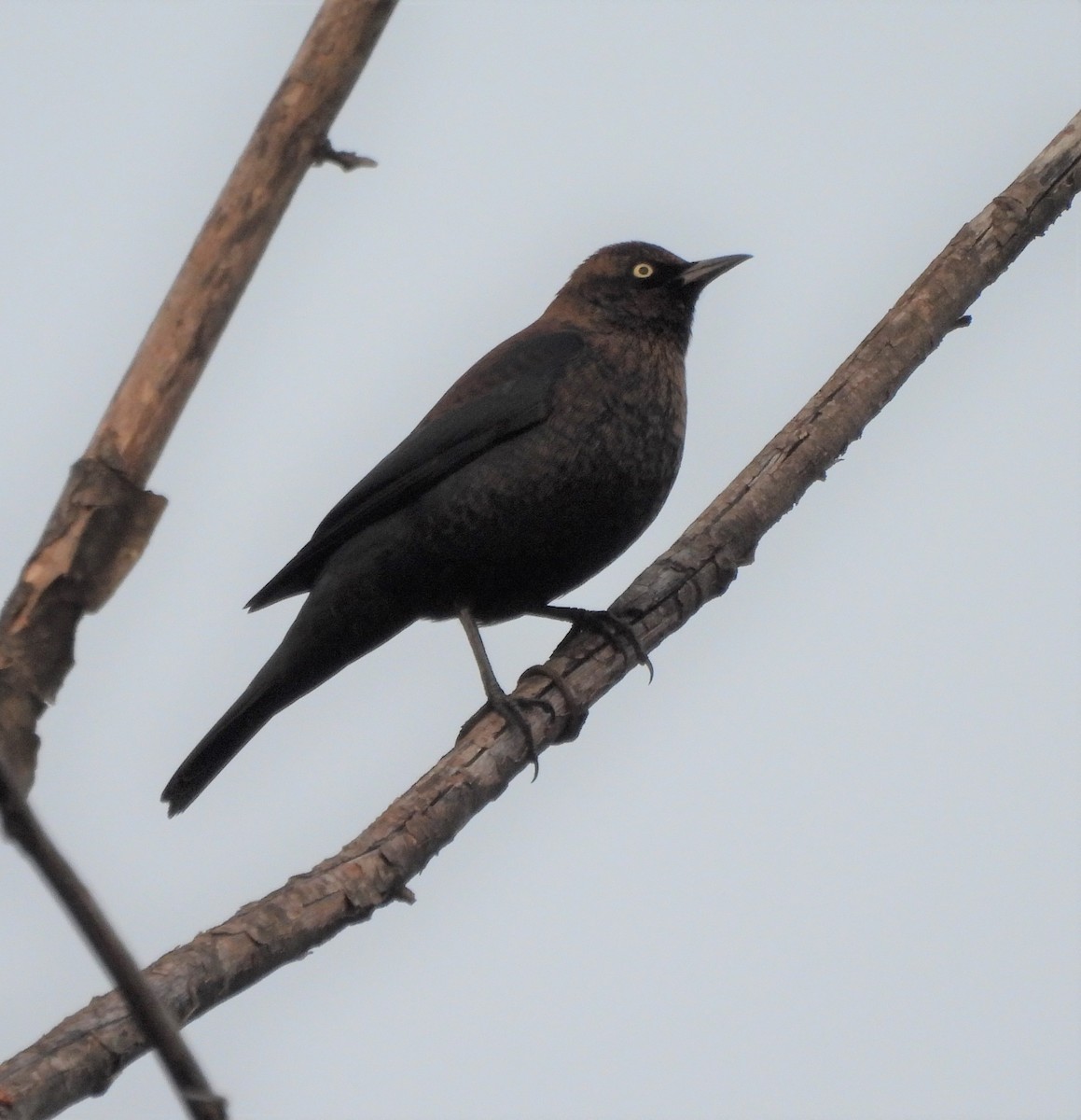 Rusty Blackbird - Michelle Forte