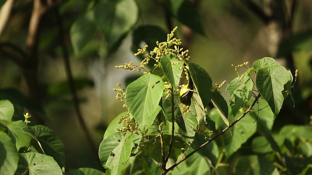Common Iora - ML523709