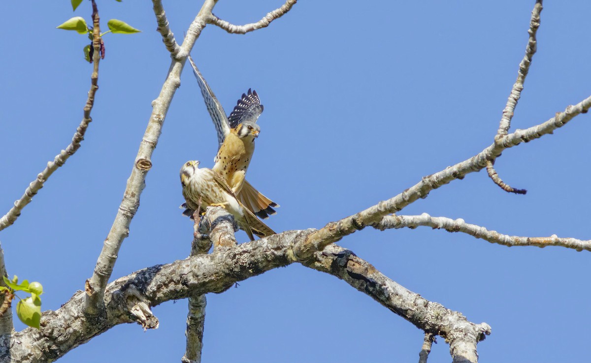 American Kestrel - ML523709351