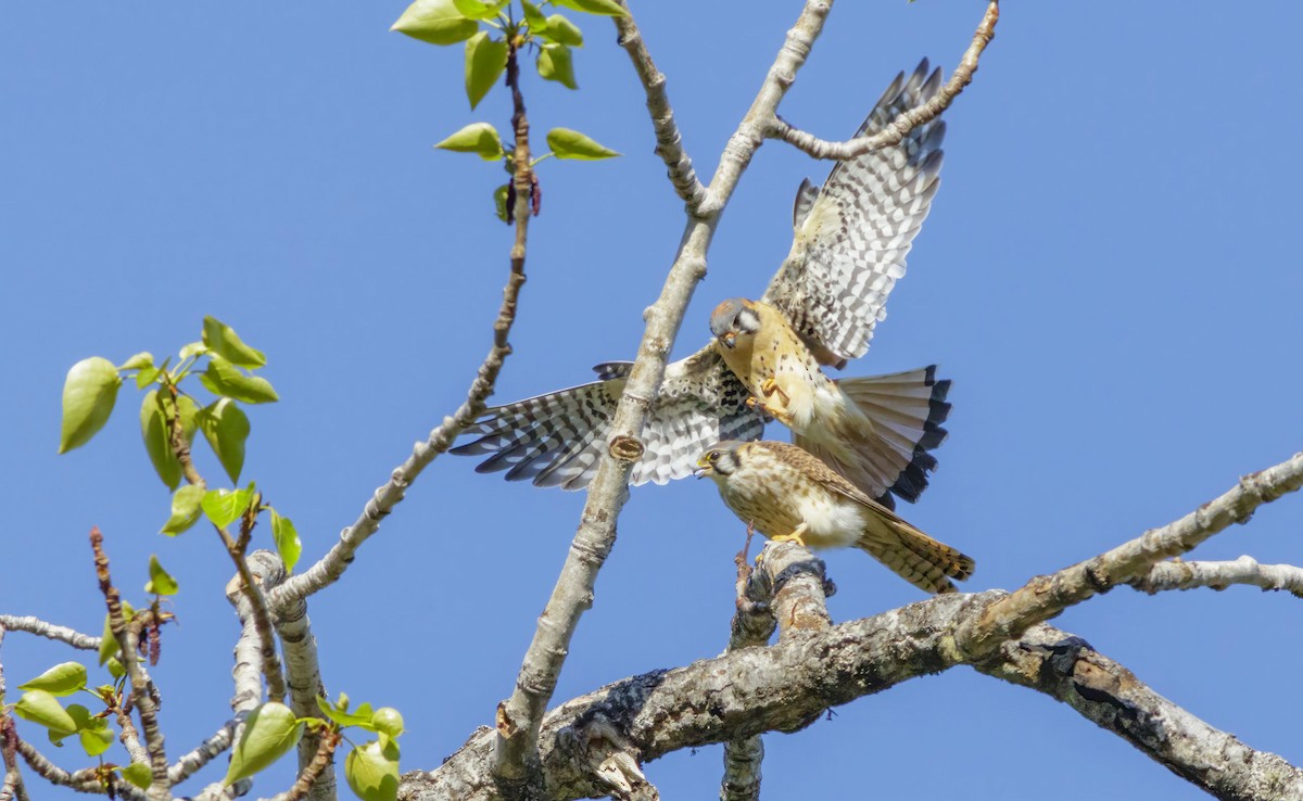 American Kestrel - ML523709361