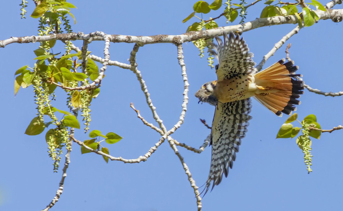 American Kestrel - ML523709381