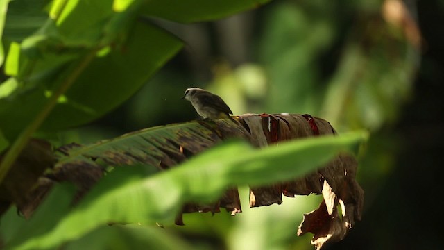 Yellow-vented Bulbul - ML523710