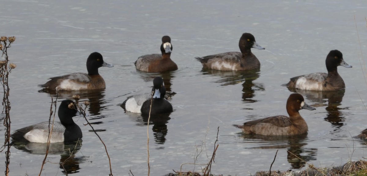 Lesser Scaup - ML523710301