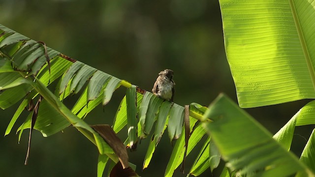 Yellow-vented Bulbul - ML523711