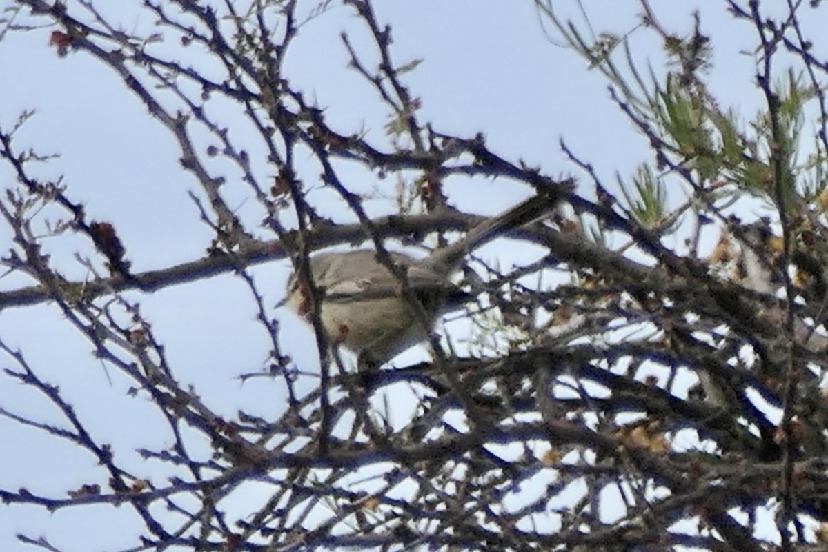 セキレイタイランチョウ（budytoides グループ） - ML523711171