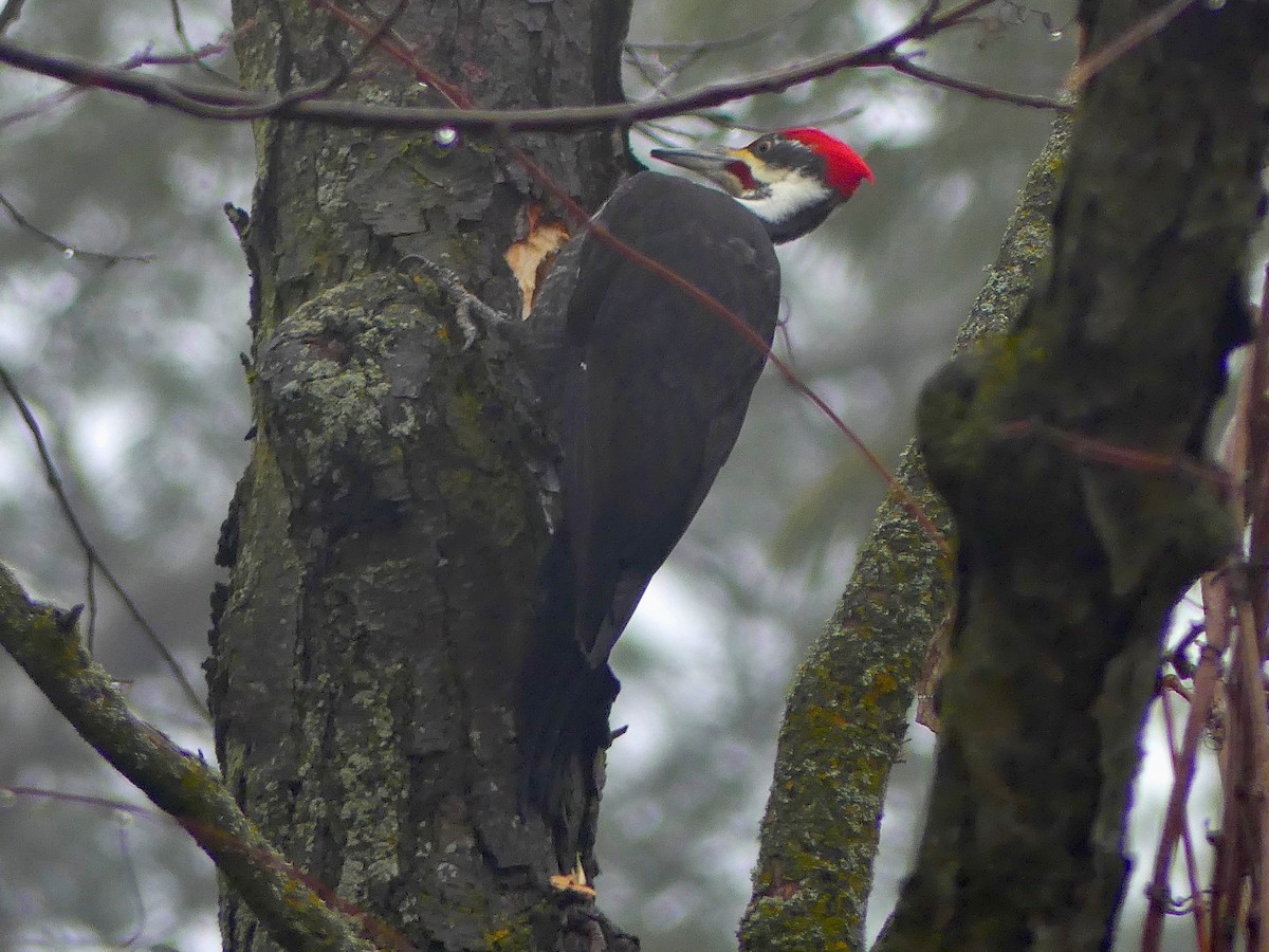 Pileated Woodpecker - ML523711581