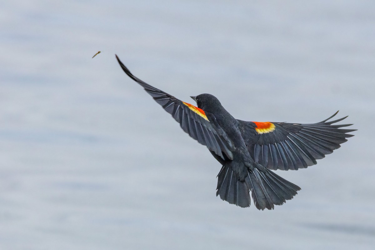 Red-winged Blackbird - Paul Schenk