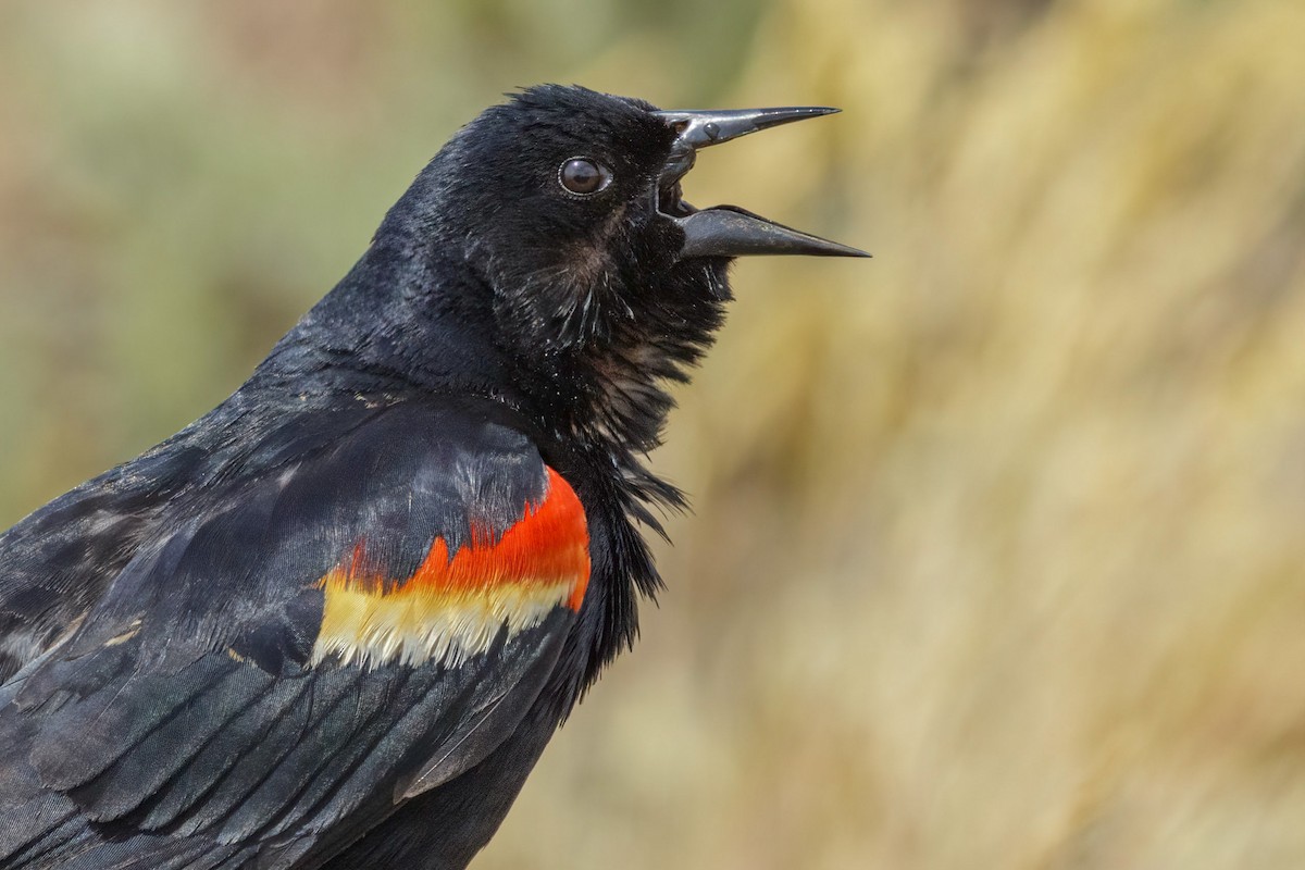 Red-winged Blackbird - ML523711821