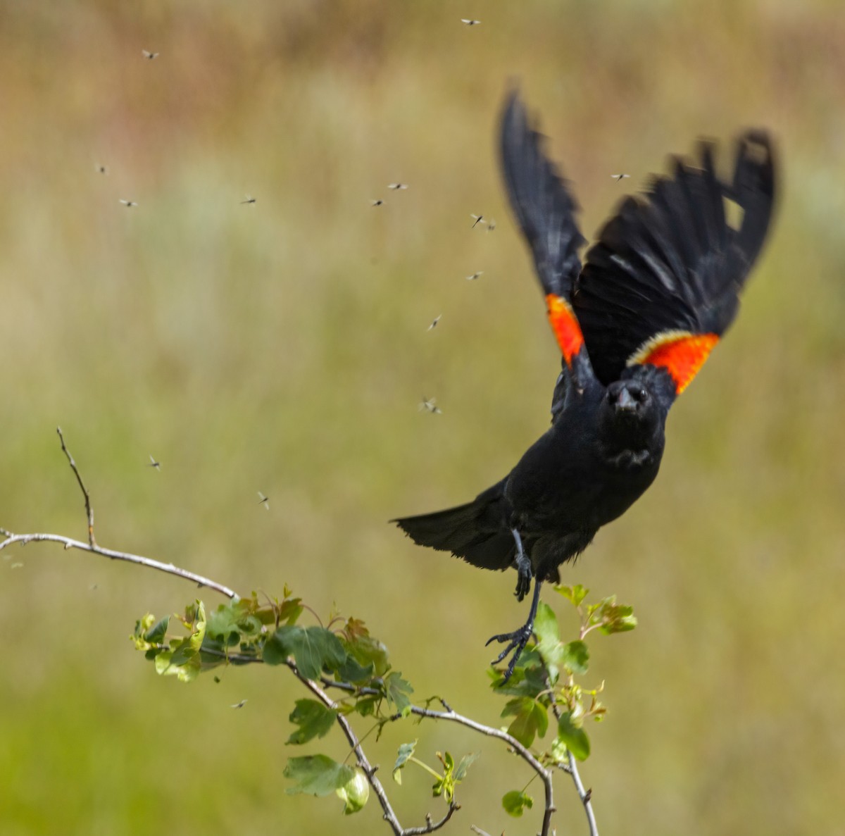 Red-winged Blackbird - Paul Schenk