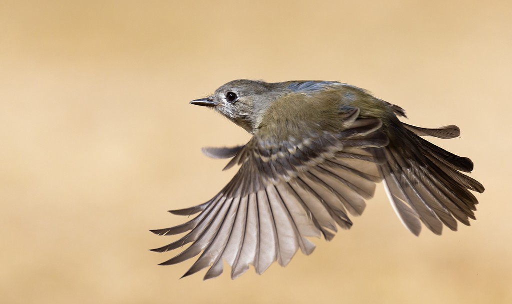 Dusky Flycatcher - ML523711981