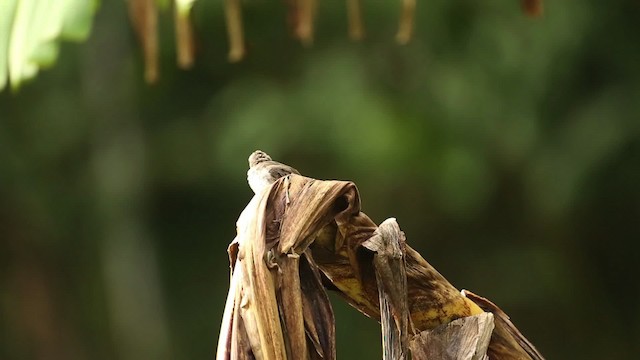 Yellow-vented Bulbul - ML523712