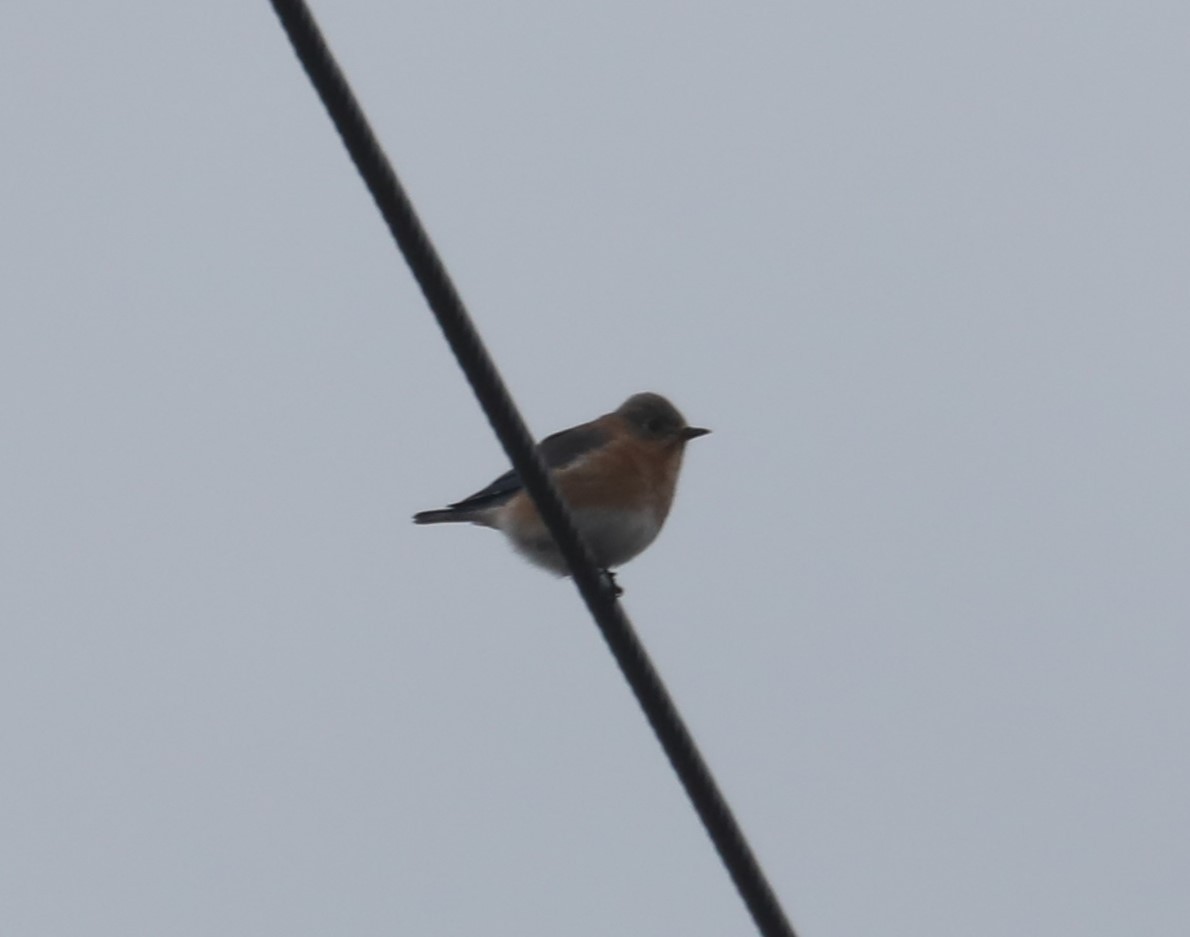 Eastern Bluebird - ML523712521