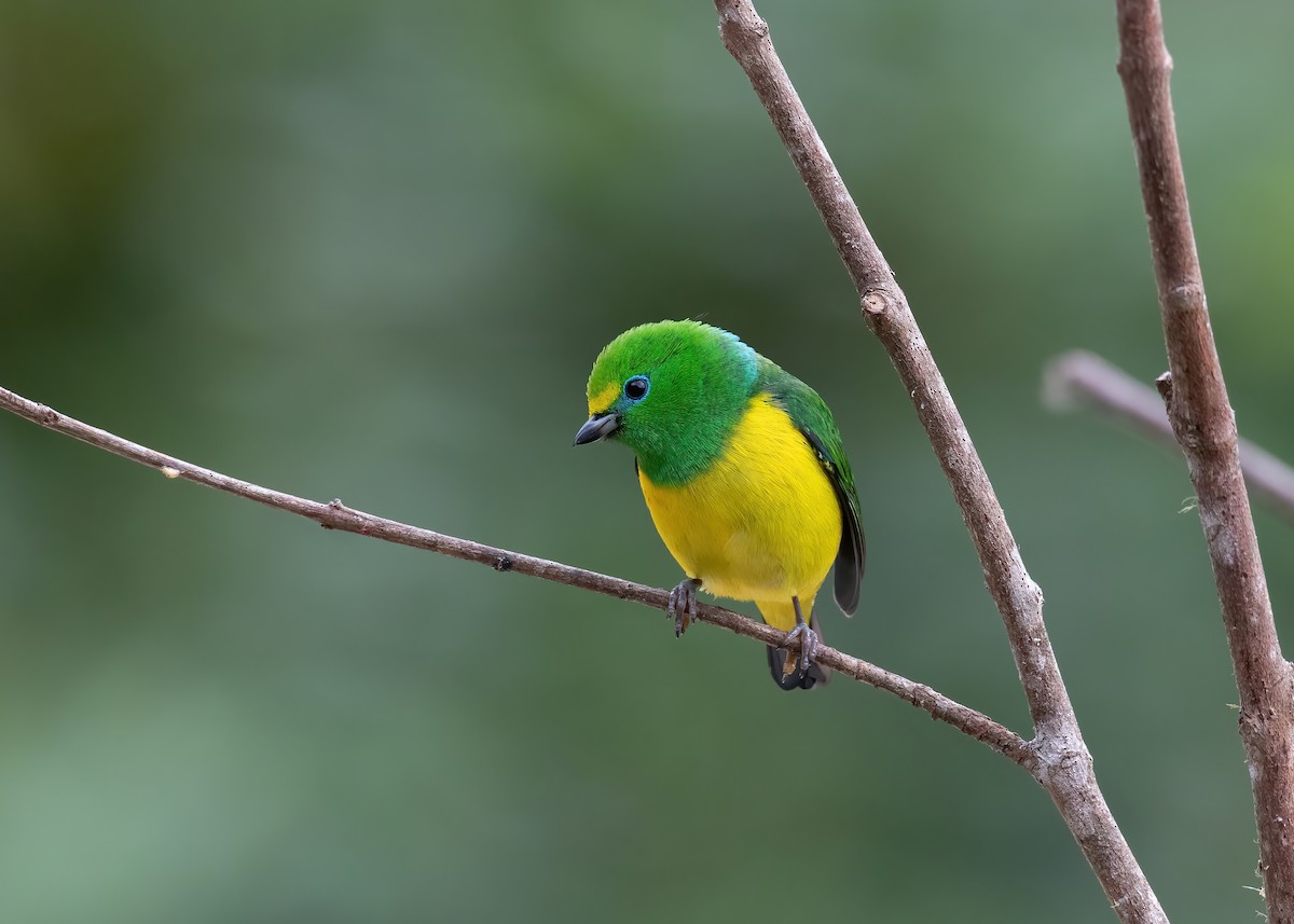 Blue-naped Chlorophonia - Andre Moncrieff