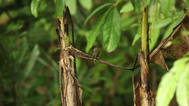 Fulvous-chested Jungle Flycatcher - ML523713