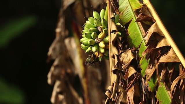 Оранжевобрюхий цветоед - ML523714
