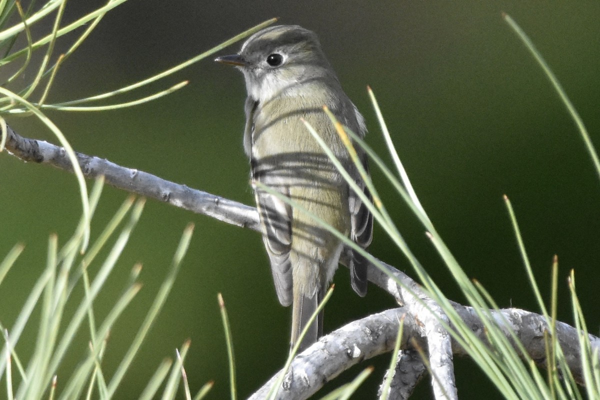 Hammond's Flycatcher - ML523714351