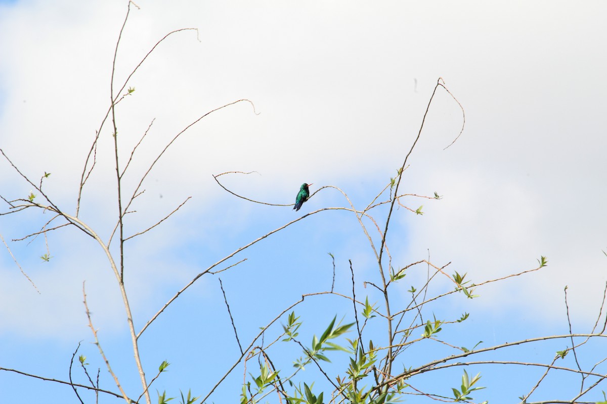 kolibřík lesklobřichý - ML523714581