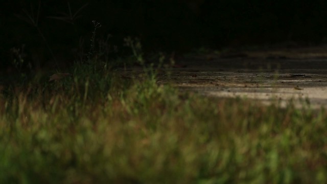 Yellow-throated Marten - ML523716